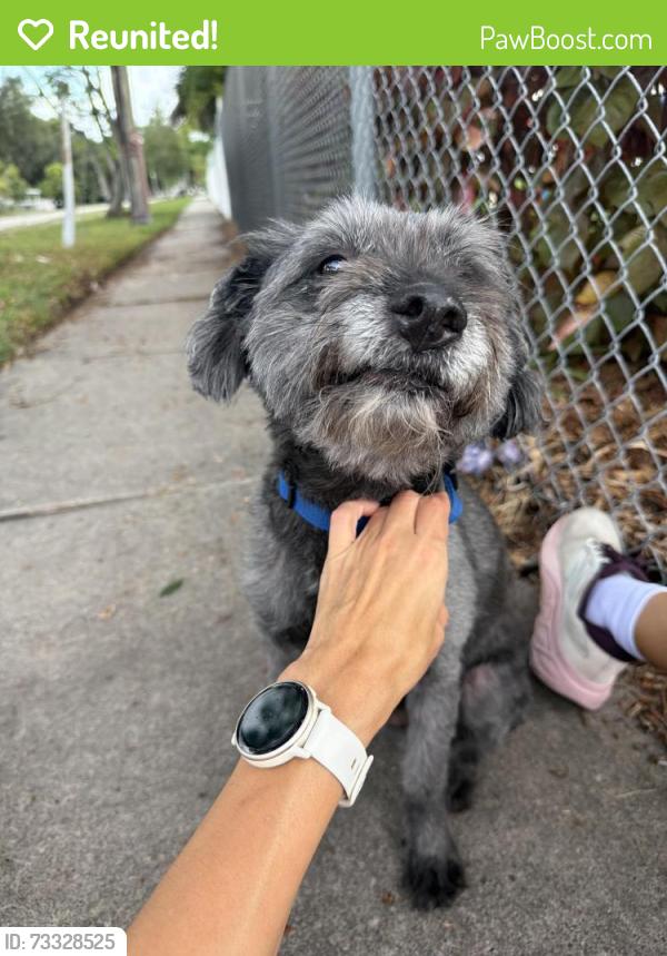 Reunited Male Dog last seen Found on nw 2nd ave and 123 street, North Miami, FL 33168