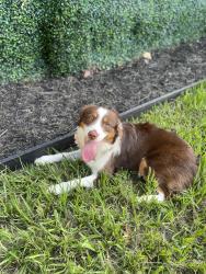 Lost Female Dog last seen Autumn Trails Ln, Houston, TX 77084
