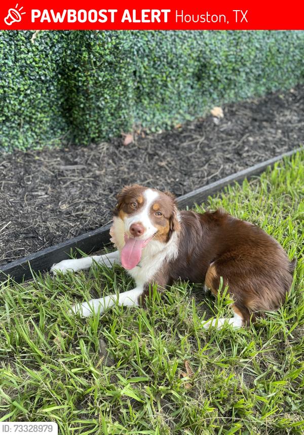 Lost Female Dog last seen Autumn Trails Ln, Houston, TX 77084