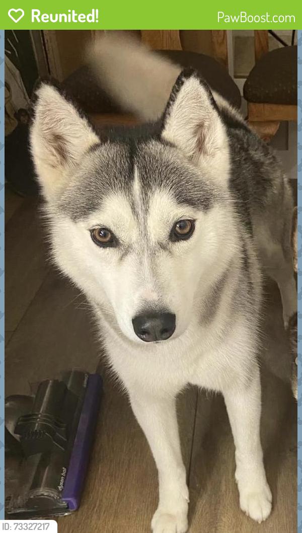 Reunited Female Dog last seen Near Sorrel Tree Pl, Oceanside, CA 92057, USA, Oceanside, CA 92057
