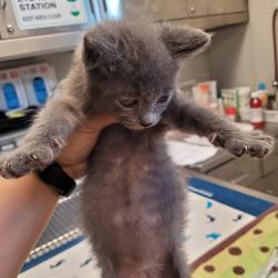 Shelter Stray Female Cat last seen Whitman st/ Harder Rd, HAYWARD, CA, 94544, 8323 Baldwin St, Oakland, CA 94621, USA