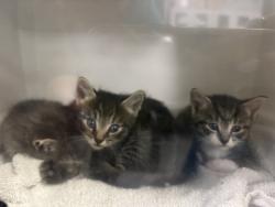 Shelter Stray Male Cat last seen Near Monticello Avenue, BRONX, NY, 10466, 326 E 110th St, New York, NY 10029, USA