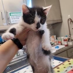Shelter Stray Female Cat last seen Whitman st/ Harder Rd, HAYWARD, CA, 94544, 8323 Baldwin St, Oakland, CA 94621, USA
