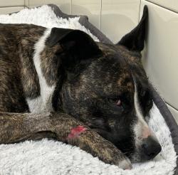 Shelter Stray Female Dog last seen Mission And Hamilton, SPOKANE, WA, 99202, 6815 E Trent Ave, Spokane, WA 99212, USA