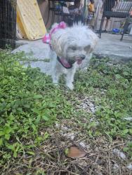 Reunited Female Dog last seen Andrews and NW 13st, Fort Lauderdale, FL 33311