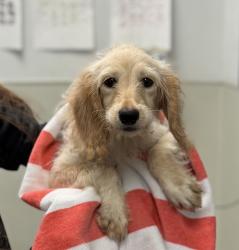 Shelter Stray Female Dog last seen Near Polk Street, San Diego, CA, 92103, 5500 Gaines St, San Diego, CA 92110, USA
