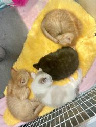 Shelter Stray Male Cat last seen Near Rosan Court, San Diego, CA, 92108, 5500 Gaines St, San Diego, CA 92110, USA