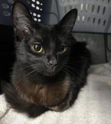 Shelter Stray Female Cat last seen Near Adelaide Avenue, San Diego, CA, 92115, 5500 Gaines St, San Diego, CA 92110, USA