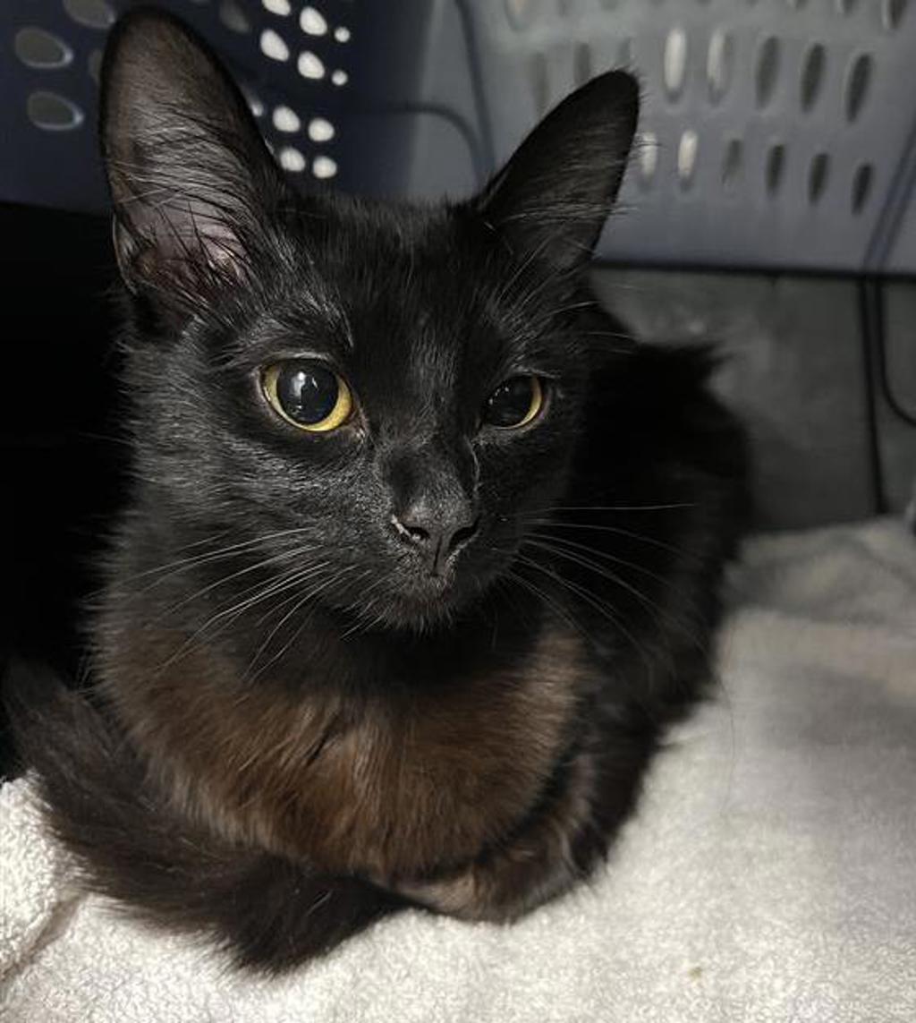 Shelter Stray Female Cat last seen Near Adelaide Avenue, San Diego, CA, 92115, 5500 Gaines St, San Diego, CA 92110, USA