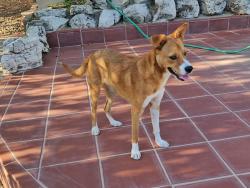 Shelter Stray Female Dog last seen Near Mission Avenue, Oceanside, CA, 92058, Oceanside, CA 92058, USA