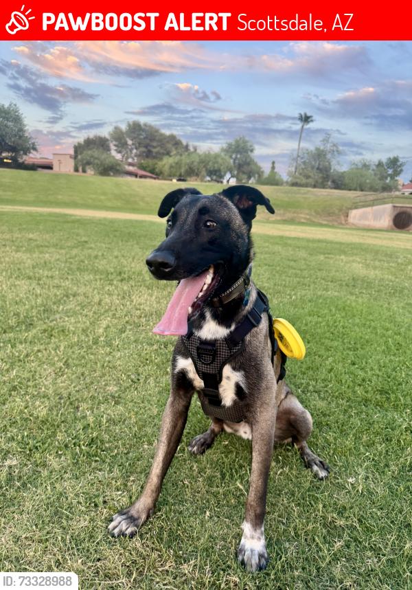 Lost Male Dog last seen Shea blvd and 92nd st, Scottsdale, AZ 85260