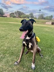 Lost Male Dog last seen Shea blvd and 92nd st, Scottsdale, AZ 85260