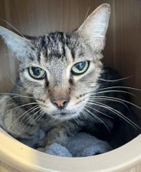 Shelter Stray Male Cat last seen backyard, on Louisiana st, San Diego, CA, 92116, 5500 Gaines St, San Diego, CA 92110, USA
