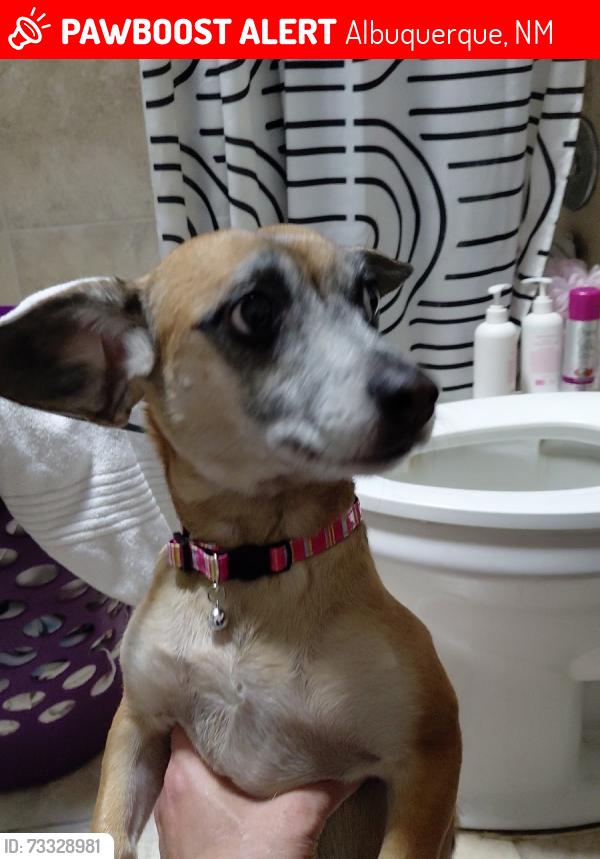 Lost Female Dog last seen San Perdo and Kathryn, Albuquerque, NM 87108