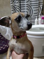 Lost Female Dog last seen San Perdo and Kathryn, Albuquerque, NM 87108