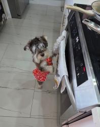 Reunited Female Dog last seen Near street and nw 49 ave, Miami Gardens, FL 33055