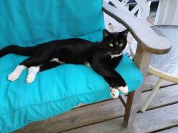 Found/Stray Male Cat last seen Foster ave, Elyria, OH 44035