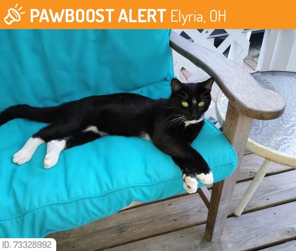 Found/Stray Male Cat last seen Foster ave, Elyria, OH 44035