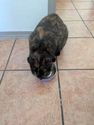 Reunited Female Cat last seen Intersection of 30th and Palm, San Diego, CA 92104