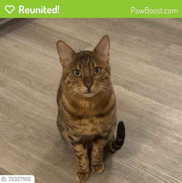 Reunited Male Cat last seen Bengal, London, ON N6H 2J3