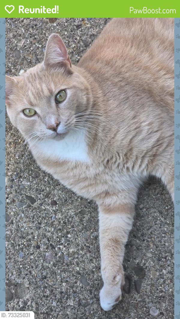 Reunited Male Cat last seen Mollane St to Georgia St, Massillon, OH 44646