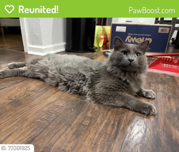 Reunited Male Cat last seen 75th and Lamar, Overland Park, KS 66204
