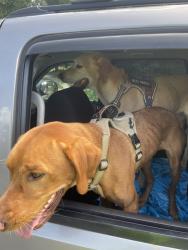 Reunited Male Dog last seen Poverty creek, Okaloosa County, FL 32539