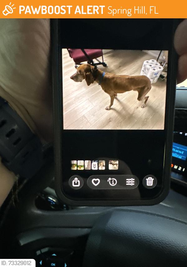 Found/Stray Male Dog last seen Bentley ave, Spring Hill, FL 34608