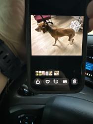Found/Stray Male Dog last seen Bentley ave, Spring Hill, FL 34608