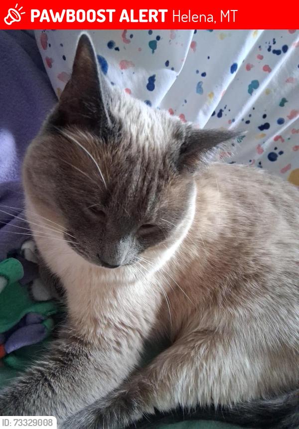 Lost Female Cat last seen Saddle Dr., Helena, MT 59601