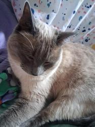 Lost Female Cat last seen Saddle Dr., Helena, MT 59601