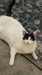 Reunited Male Cat last seen Albertsons near BSU, Boise, ID 83706