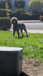 Reunited Female Dog last seen Westlynn and Bollinger, Cupertino, CA 95014