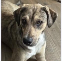 Reunited Male Dog last seen Greenwood/Under Old Boney, Thousand Oaks, CA 91320