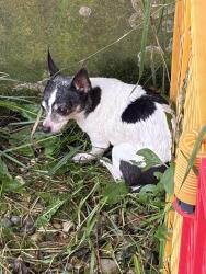 Reunited Unknown Dog last seen 34th street and Tannery Creek Dr., Allegan Township, MI 49010