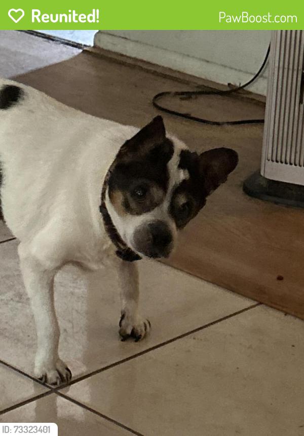 Reunited Male Dog last seen Sheoah Drive The Highlands, Winter Springs, FL 32708