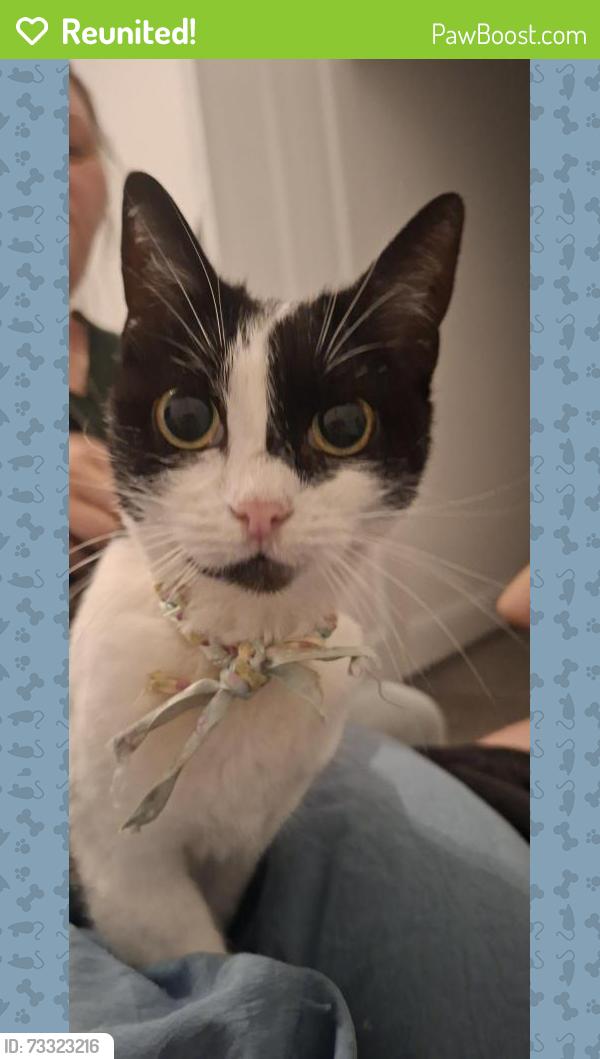 Reunited Female Cat last seen Heneage Road, North East Lincolnshire, England DN32 9JJ