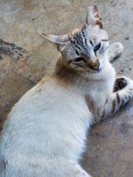 Lost Male Cat last seen Pch hywy & brookhurst/, Huntington Beach, CA 92648