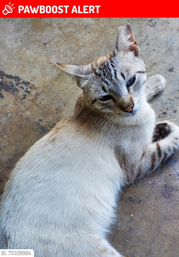 Lost Male Cat last seen Pch hywy & brookhurst/, Huntington Beach, CA 92648