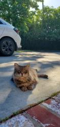 Reunited Female Cat last seen Morse and Hart, Los Angeles, CA 91605