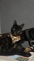 Lost Female Cat last seen rua professor marques bronze, Jardim Sao Joao (Guaianazes), SP 08420-510