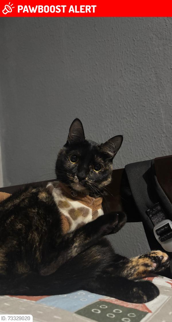 Lost Female Cat last seen rua professor marques bronze, Jardim Sao Joao (Guaianazes), SP 08420-510