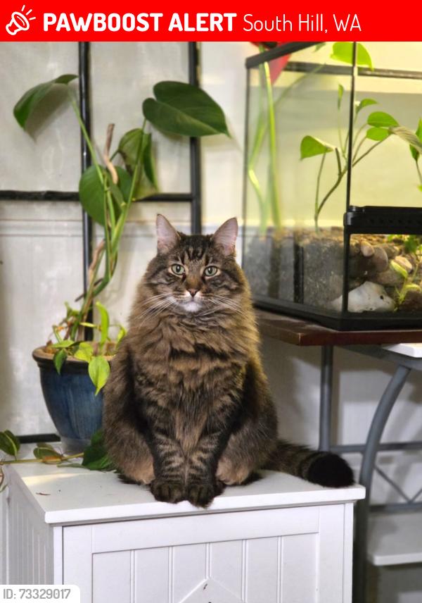 Lost Male Cat last seen 132nd Ave E & 149th St E, South Hill, WA 98374