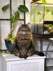 Lost Male Cat last seen 132nd Ave E & 149th St E, South Hill, WA 98374