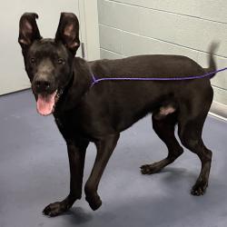 Shelter Stray Male Dog last seen , 980 Guilford College Rd, Greensboro, NC 27409, USA