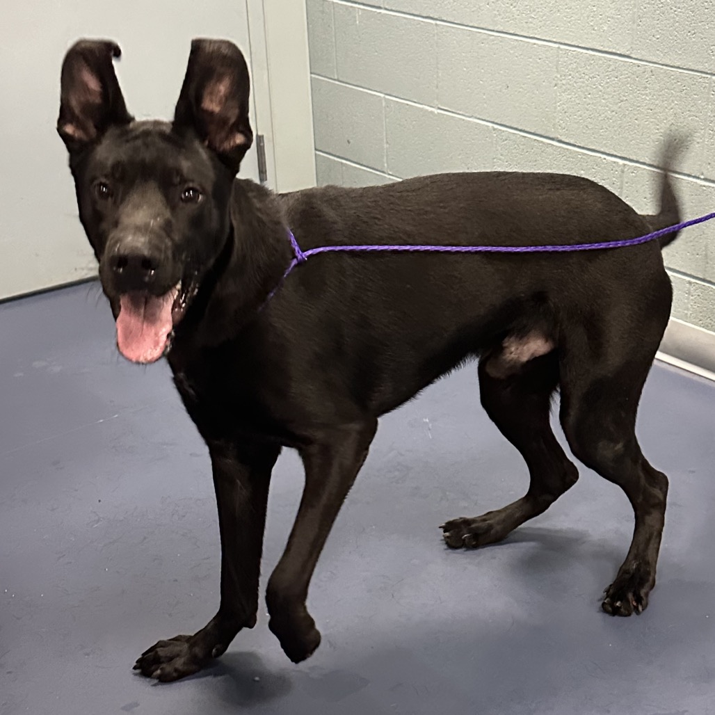 Shelter Stray Male Dog last seen , 980 Guilford College Rd, Greensboro, NC 27409, USA