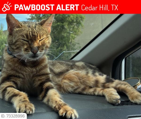 Lost Female Cat last seen Materhorn street cedar hill, Cedar Hill, TX 75104