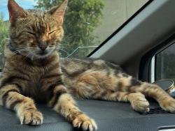 Lost Female Cat last seen Materhorn street cedar hill, Cedar Hill, TX 75104