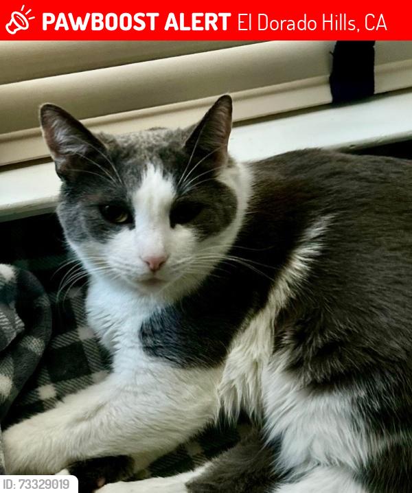 Lost Male Cat last seen Ridgeview Dr., El Dorado Hills, CA 95762