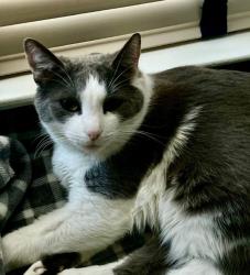 Lost Male Cat last seen Ridgeview Dr., El Dorado Hills, CA 95762